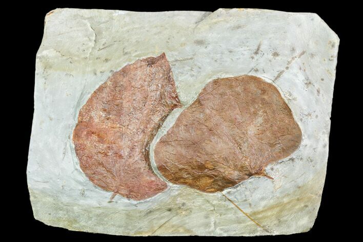 Two Fossil Leaves (Davidia, Zizyphoides) - Montana #105147